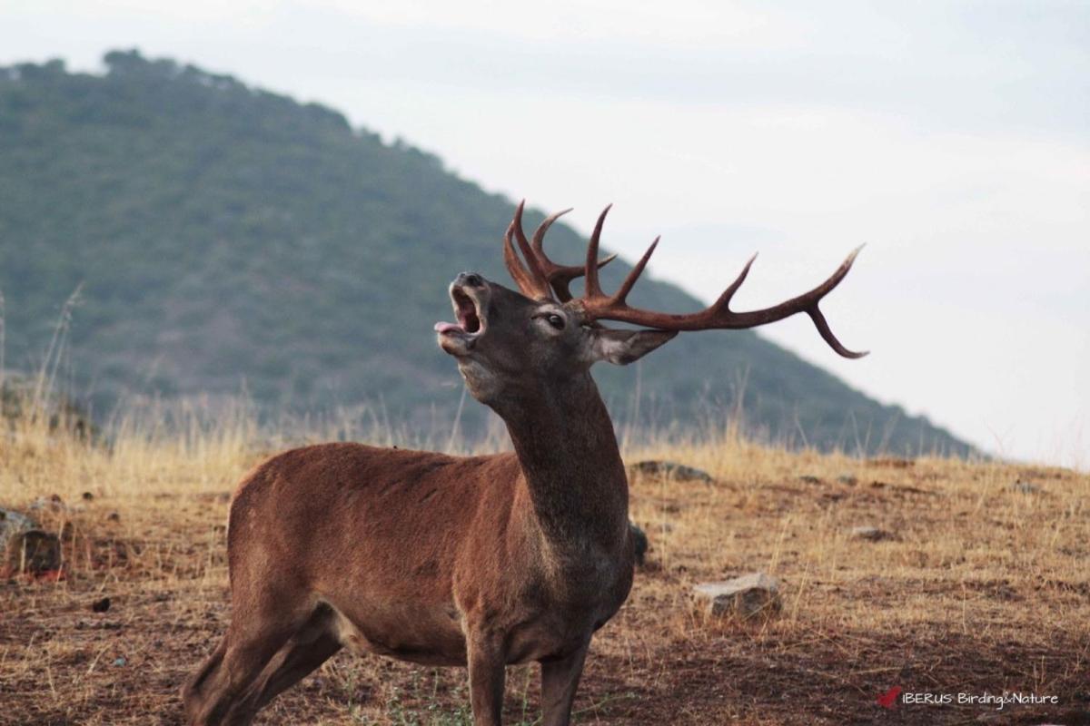 Alojamiento Rural Dehesa La Estancia Andújar Exterior foto
